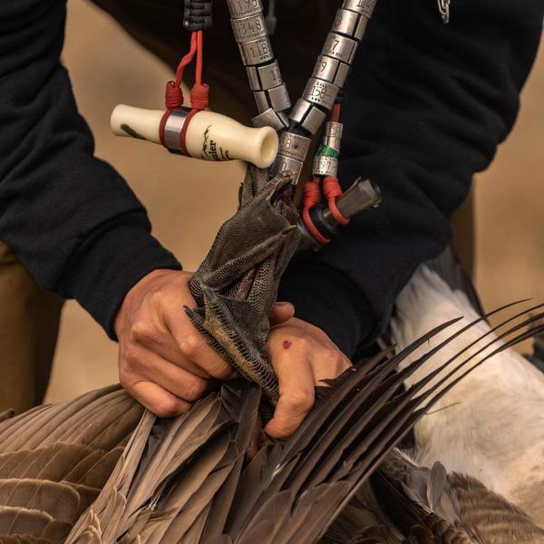 Michigan Regular Season Goose Hunts